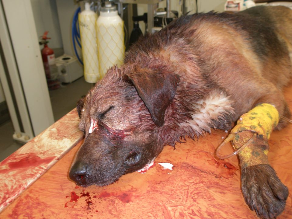 Πέθανε ο Ρήγας, ο σκύλος που ξυλοκοπήθηκε άγρια στο Μοσχάτο (βίντεο)